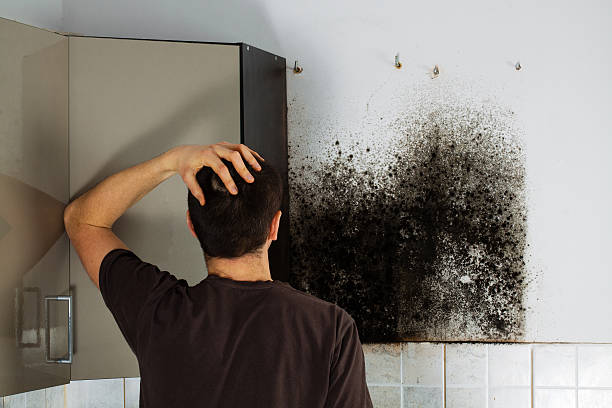 Professional Mold Removal in Arnold, PA